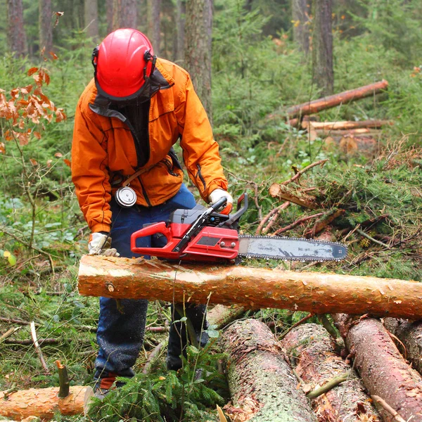 The Lumberjack working in a forest. — Stock Photo, Image