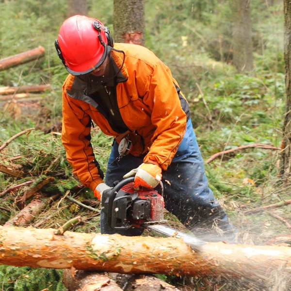 Bir ormanda çalışan oduncu. — Stok fotoğraf