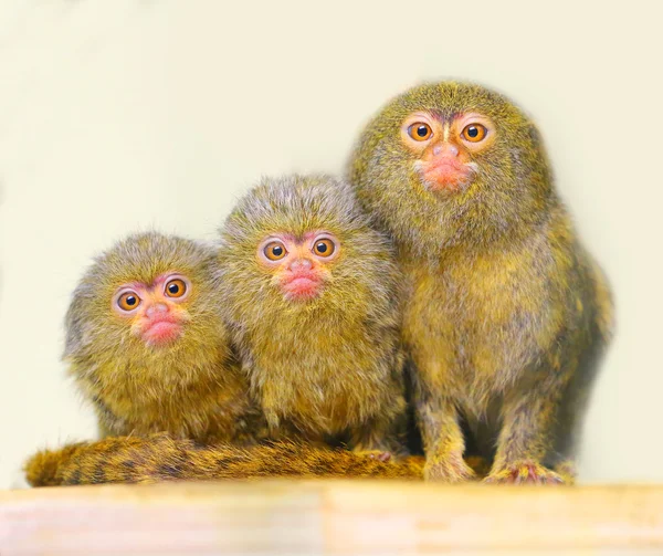 La famille Pygmy Marmoset — Photo
