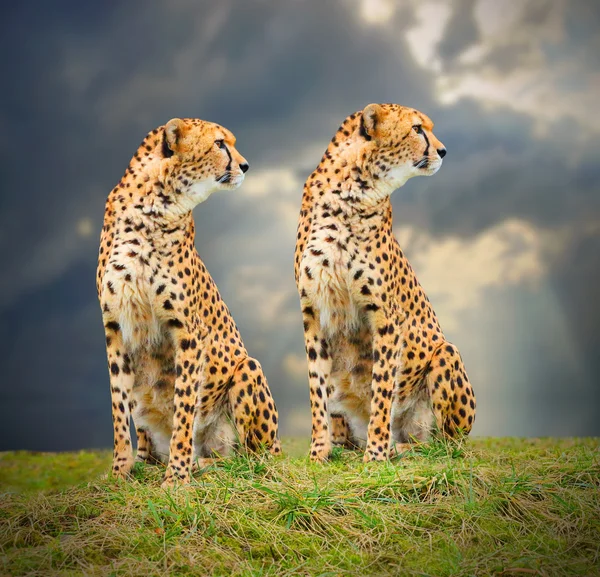 Cheetah (Acinonyx jubatus) w Afrykańskiej sawanny — Zdjęcie stockowe