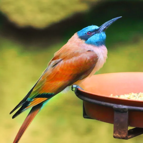 Severní indigokarmínu bee-eater — Stock fotografie