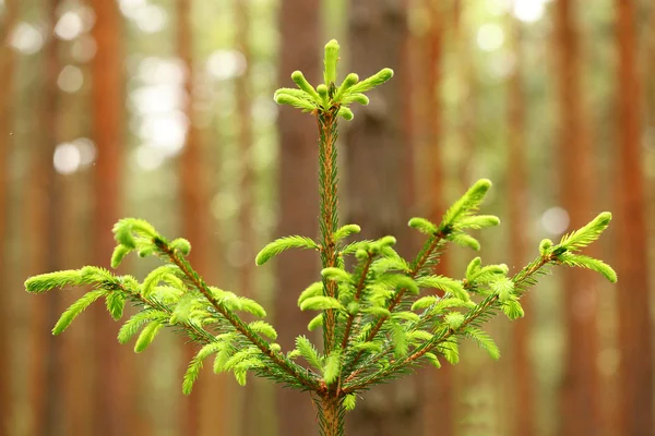 Young spruce twigs. — ストック写真