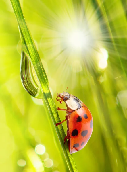 Färskt gräs och liten nyckelpiga — Stockfoto