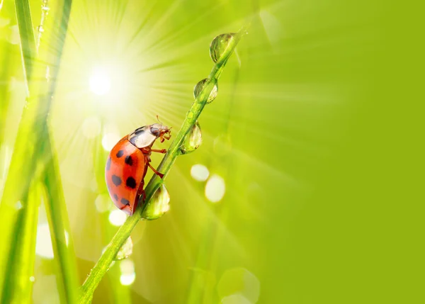 Färskt gräs och liten nyckelpiga — Stockfoto