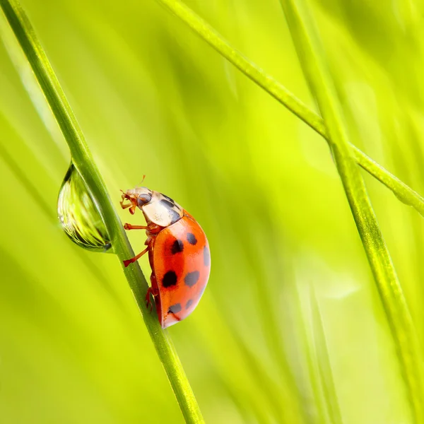清新的鲜草和小瓢虫 — 图库照片