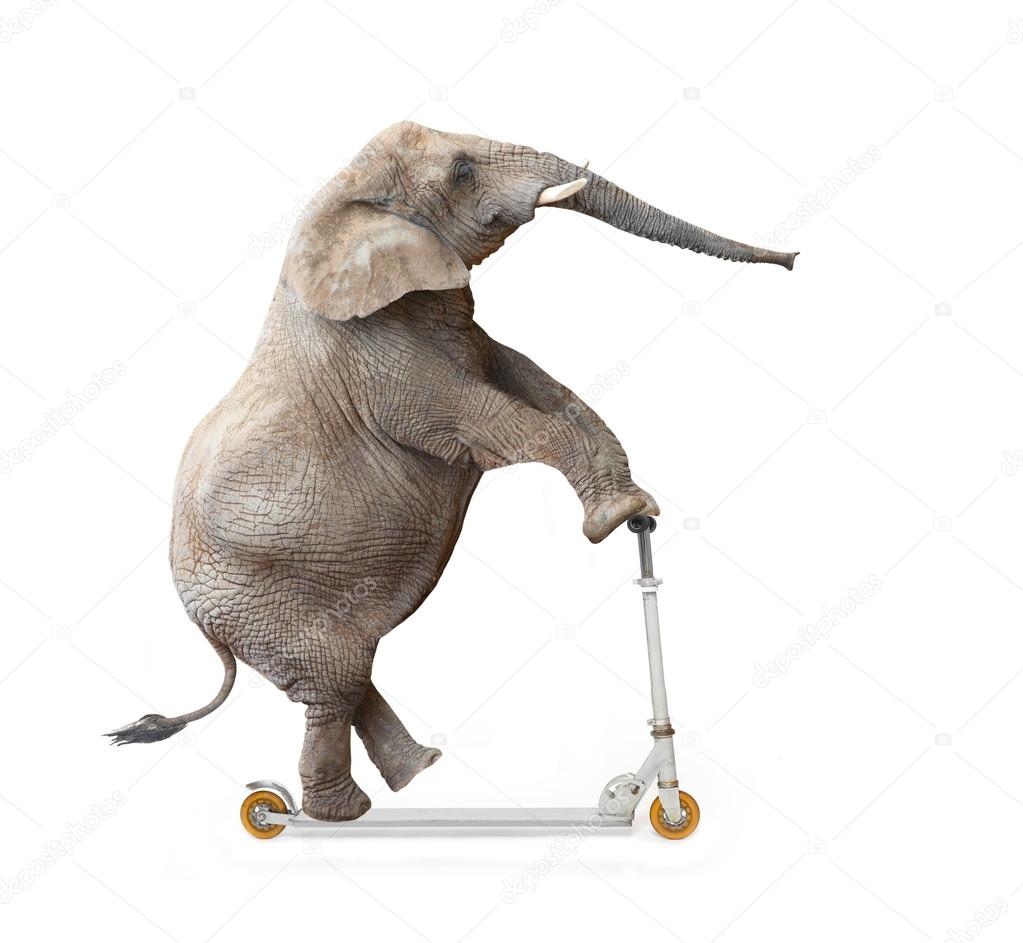 Elephant on Silver push scooter