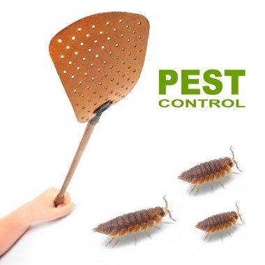 Flyswatter and The Pill-bugs clipart