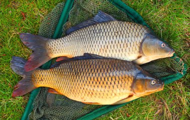 AK balık görünümü