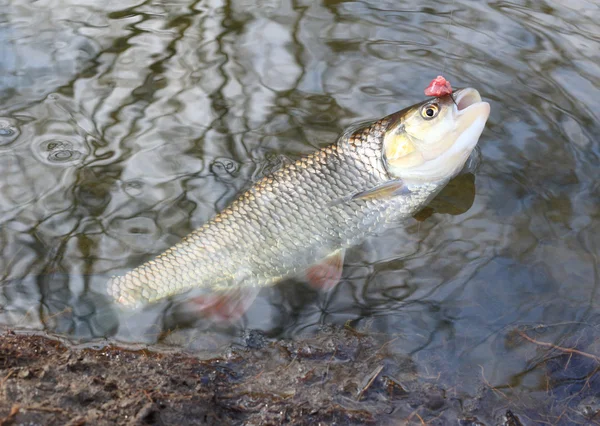 Europäischer Döbel — Stockfoto