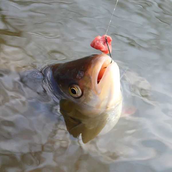 European Chub vista — Foto Stock