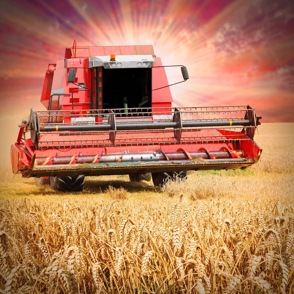 Combine harvesting wheat — Stock Photo, Image