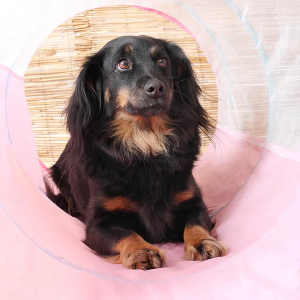 The Watch Dog waiting in a doghouse. — Stock Photo, Image