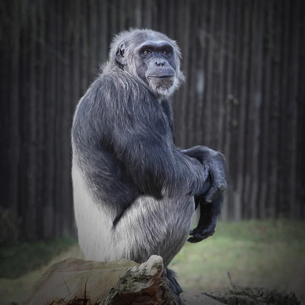 Eski gümüş sırtlı şempanze — Stok fotoğraf