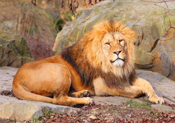 El león africano, macho — Foto de Stock