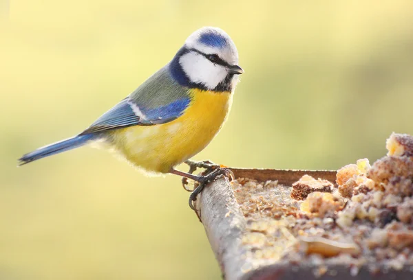 La tetta blu — Foto Stock