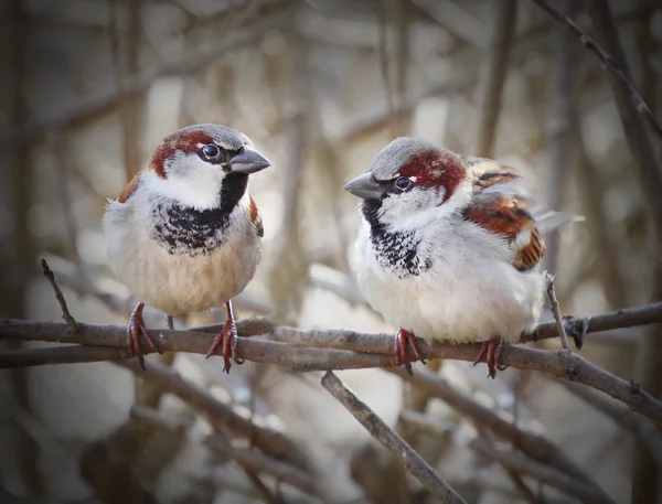 La paire d'un moineau domestique — Photo