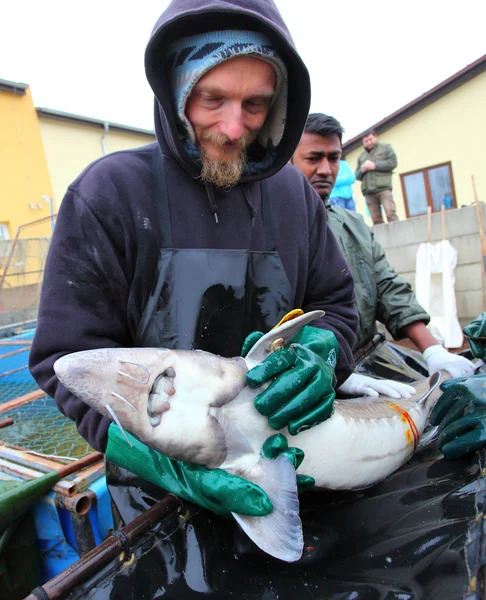 Pescatore non identificato con storione catturato — Foto Stock