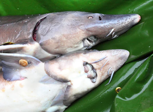 Catfish close up view — Stock Photo, Image