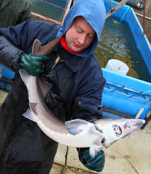Pescador não identificado com esturjão capturado — Fotografia de Stock