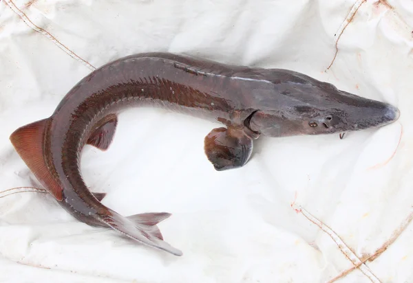 Catfish close up view — Stock Photo, Image