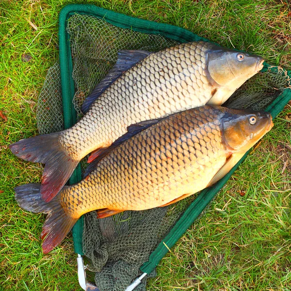 European Chub view — Stock Photo, Image