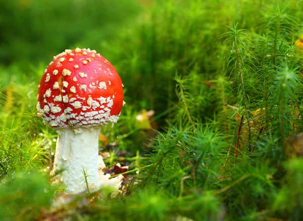 Close up of The Fly Agaric or Fly Amanita — Stock Photo, Image