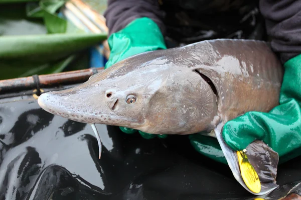 Unidentified fisherman with caught Sturgeon — Stock Image Unidentified fisherman with caught Sturgeon Stock Photo