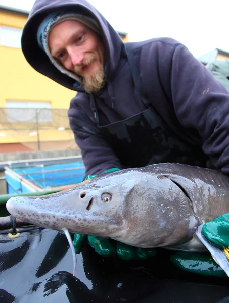 Unidentified fisherman with caught Sturgeon — Stock Image Unidentified fisherman with caught Sturgeon Royalty Free Stock Photos