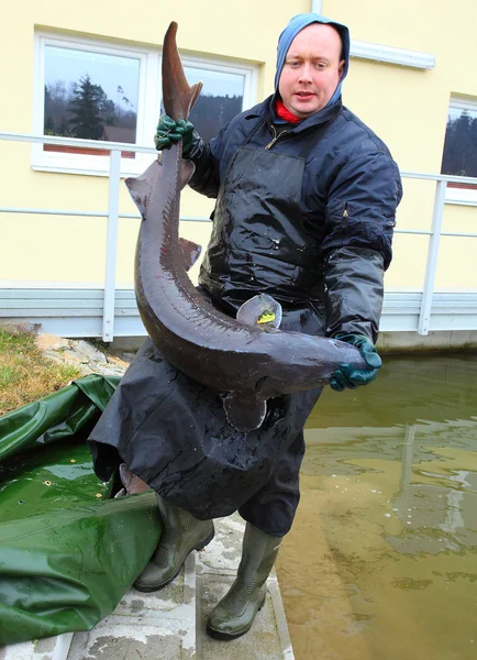 Unidentified fisherman with caught Sturgeon — Stock Image Unidentified fisherman with caught Sturgeon Stock Image