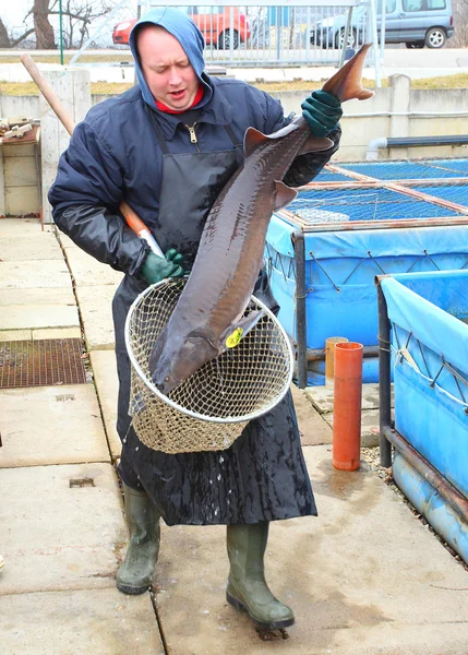Unidentified fisherman with caught Sturgeon — Stock Image Unidentified fisherman with caught Sturgeon Royalty Free Stock Photos