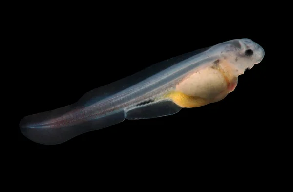 Sturgeon fingerling 9days old 10mm sized — Stock Image Sturgeon fingerling 9days old 10mm sized Stock Picture