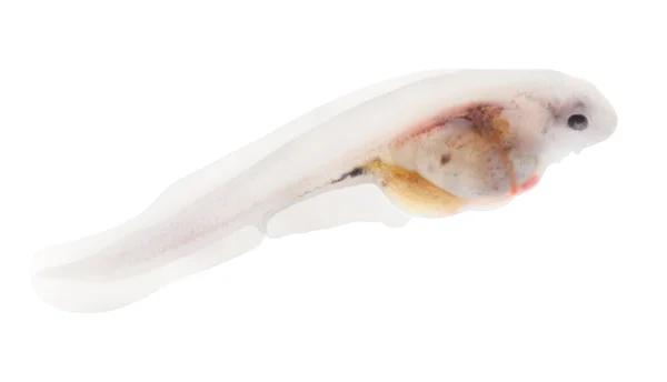 Sturgeon fingerling 9days old 10mm sized. — Stock Image Sturgeon fingerling 9days old 10mm sized. Royalty Free Stock Photos