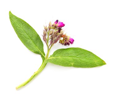 Ortak karakafes (Symphytum officinale)