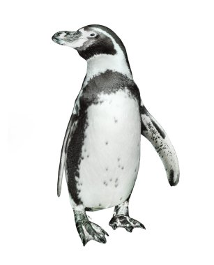 Humboldt pengueni görünümü