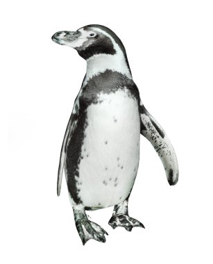 The Humboldt Penguin view clipart