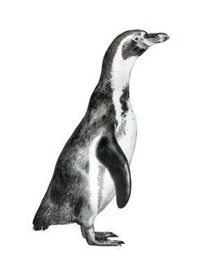Humboldt pengueni görünümü