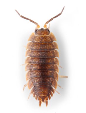 Rolly Polly ve Pill-hata