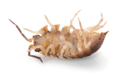 Hap-hata (Armadillidium vulgare). 