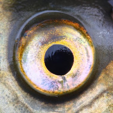 Ortak çipura (Abramis brama)