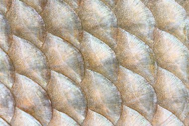 Natural background from fish scales clipart