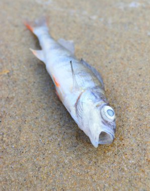 Dead fish on the beach clipart