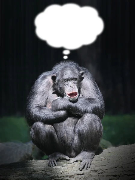 Lustiger Schimpanse träumt — Stockfoto