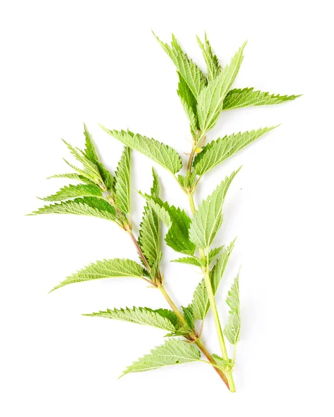 Brennnessel (Urtica dioica)) — Stockfoto