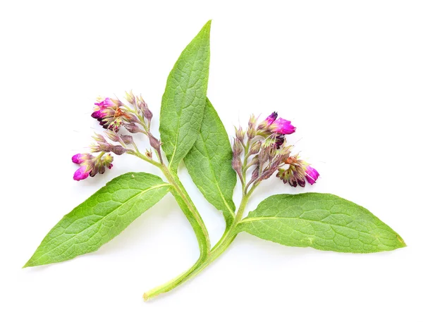 常见的紫草科植物 (铁皮石斛聚合) — 图库照片