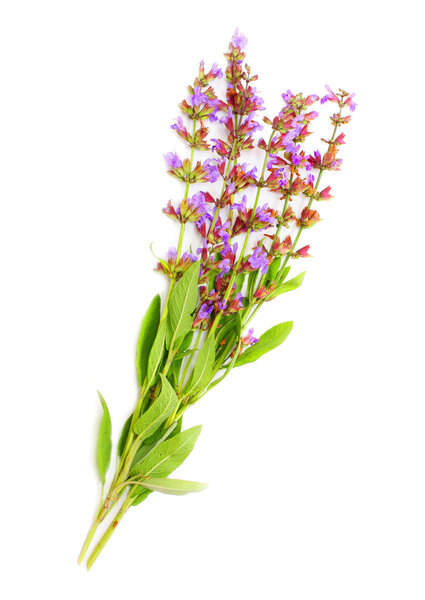 Шалфей обыкновенный завод