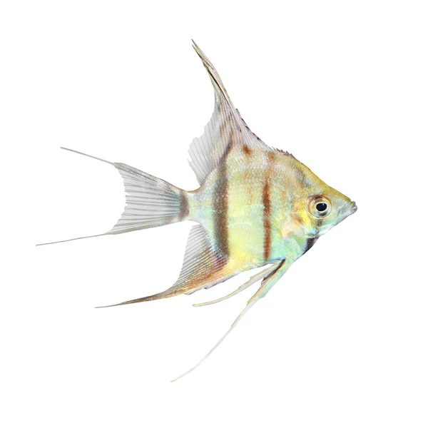 Acqua dolce Angelfish vista — Foto Stock