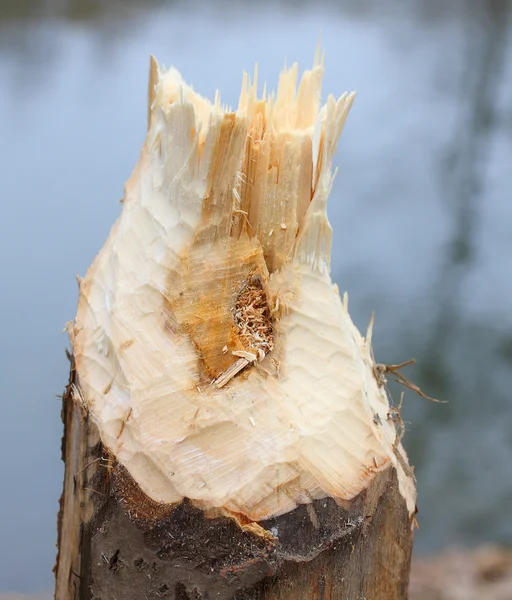 Tree taken down by beaver