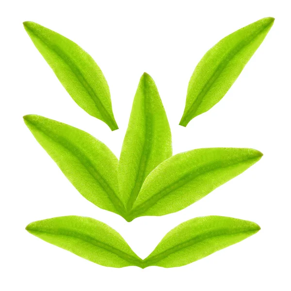 Свіже зелене листя — стокове фото