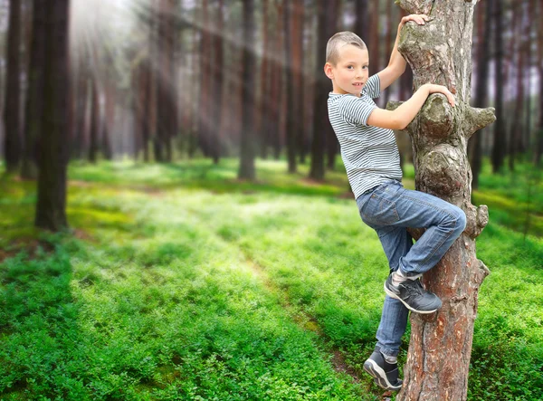 Menino escalando na árvore — Fotografia de Stock