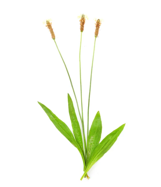 Ribwort plantain medicinal herb — Stock Photo, Image